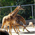 Clôture de zoo de fil d&#39;acier inoxydable